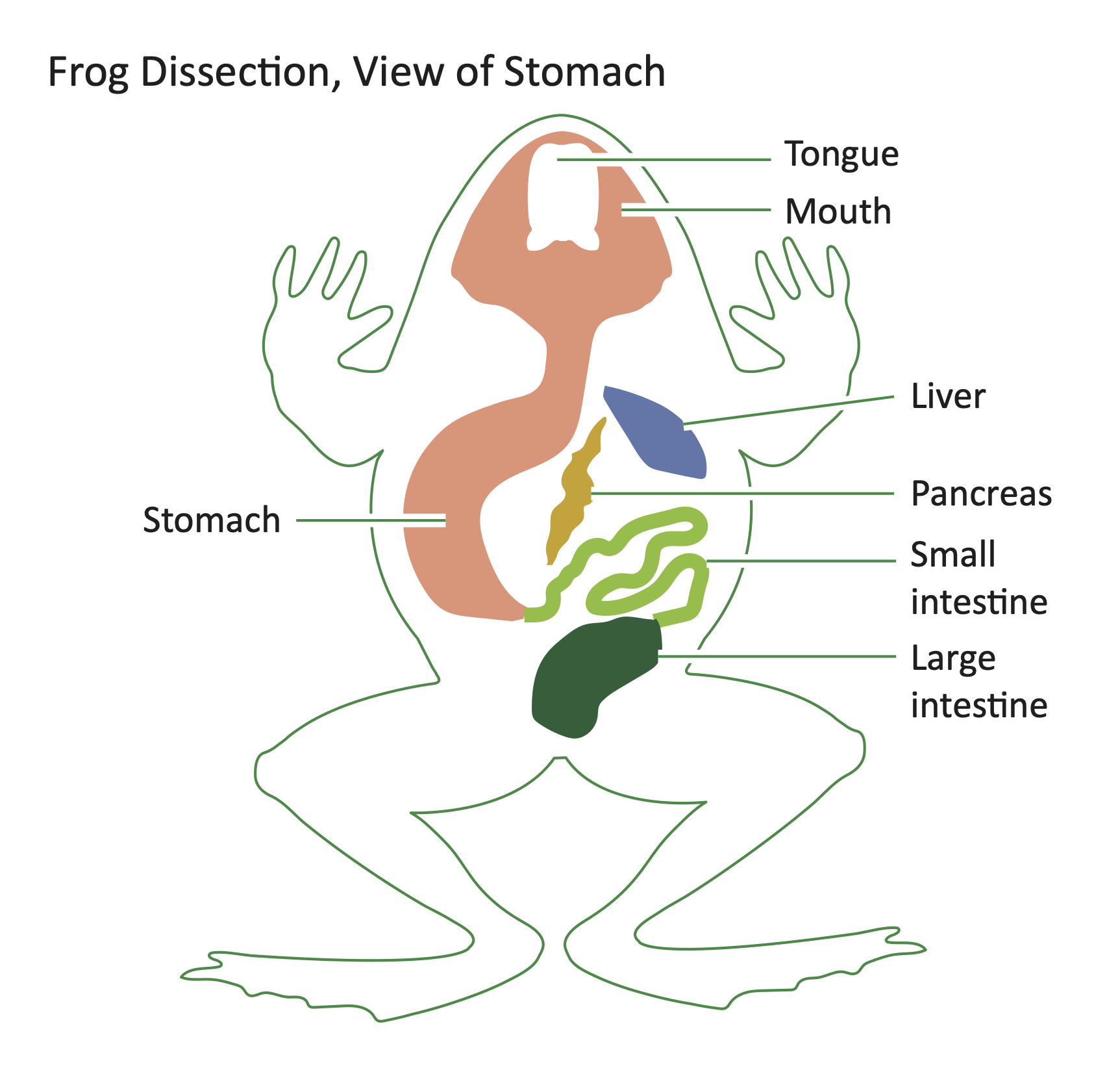 Basic diagram illustrating the internal structure of a dissected frog. The head includes the tongue and mouth, which are connected to the stomach which is connected to the small intenstine then the large intestine. Next to the stomach is the liver and pancreas.