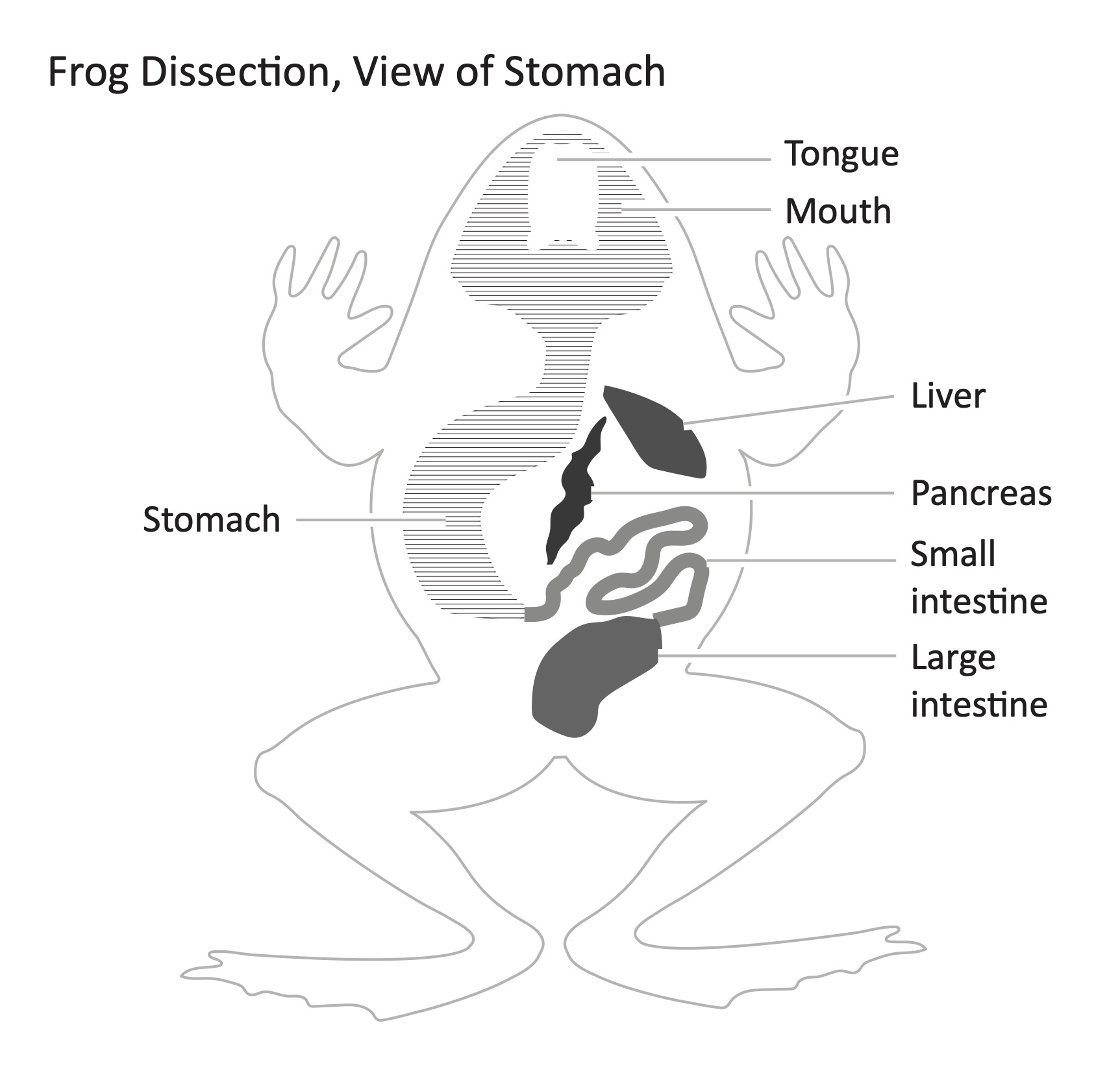 Frog Dissection (with tactile 2.5D images) - resource - Imageshare