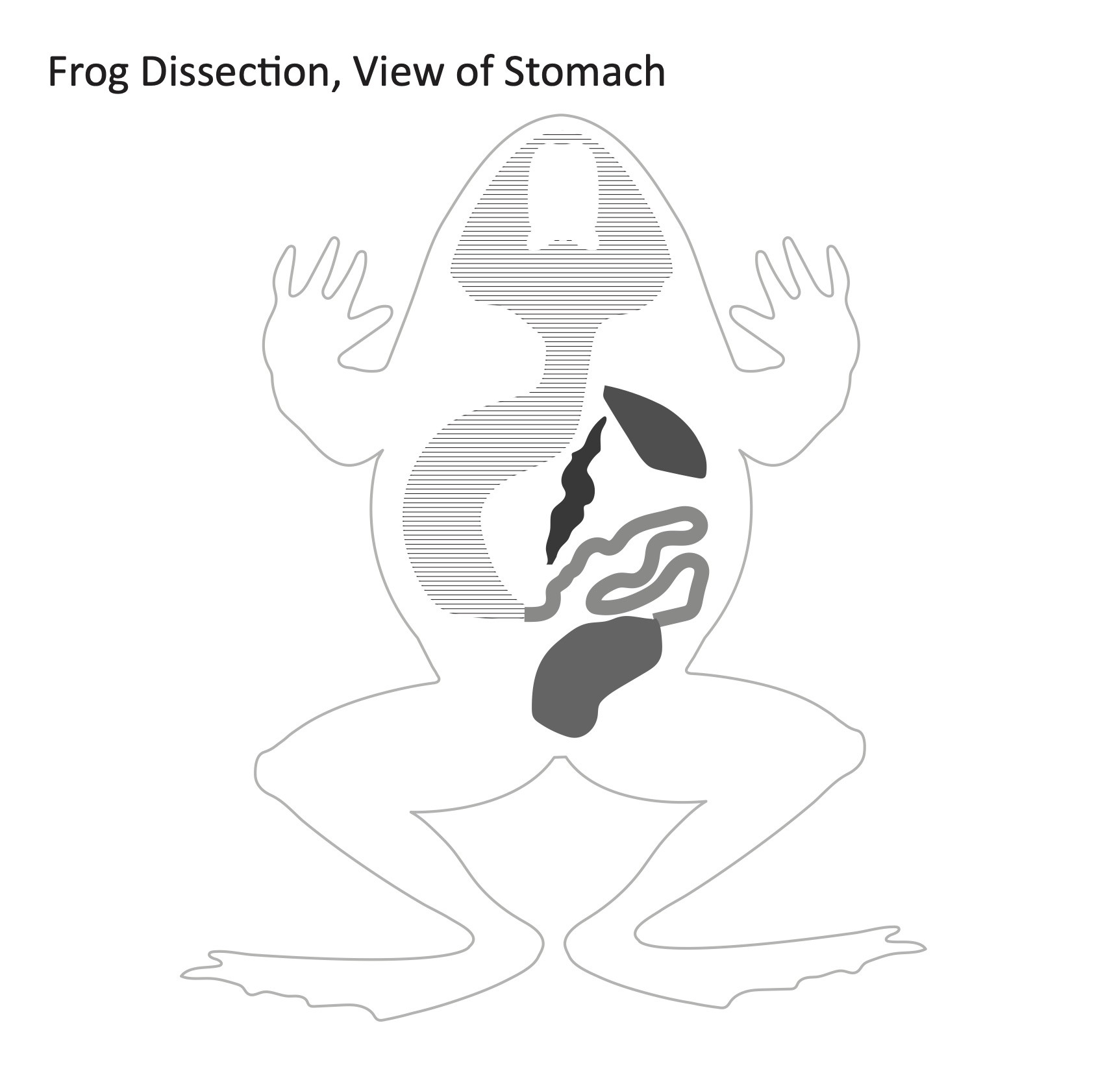 Frog Dissection (with tactile 2.5D images) - resource - Imageshare