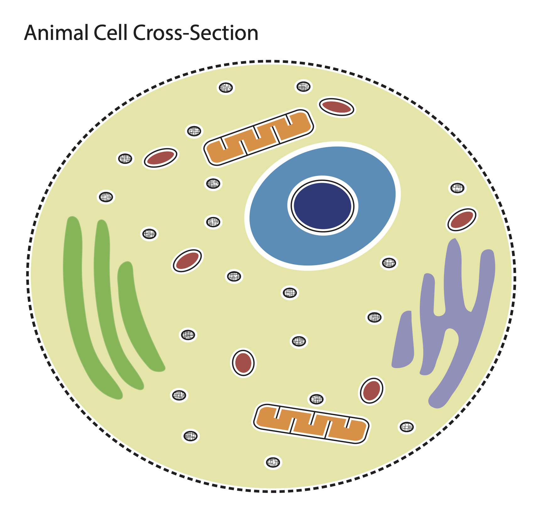 Animal Cell - resource - Imageshare