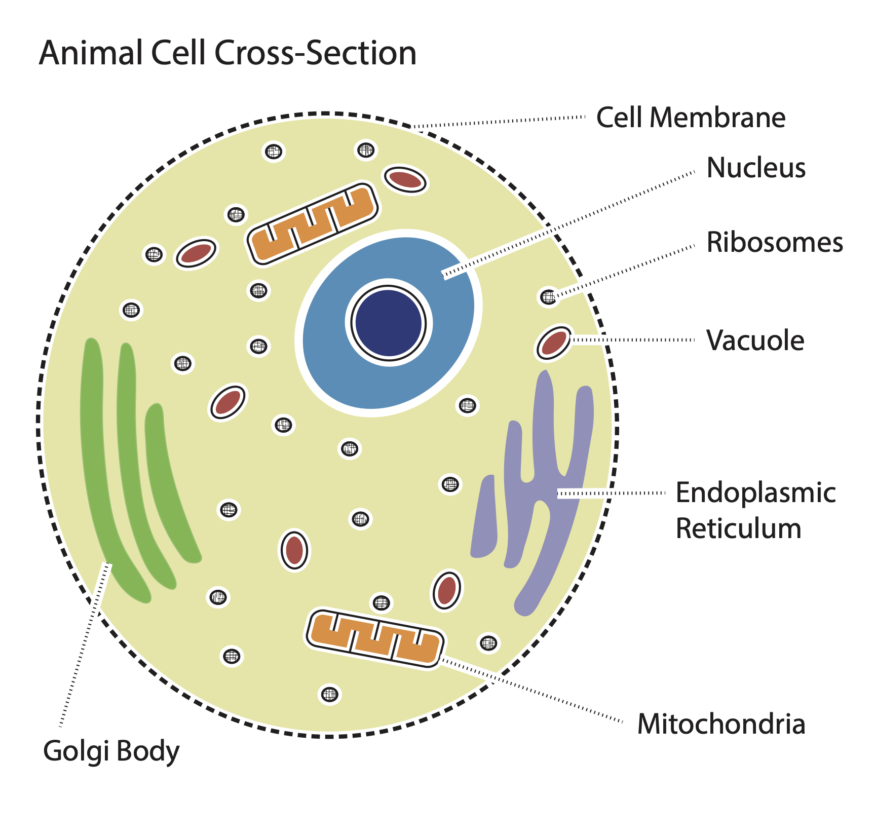 animal-cell-coloring