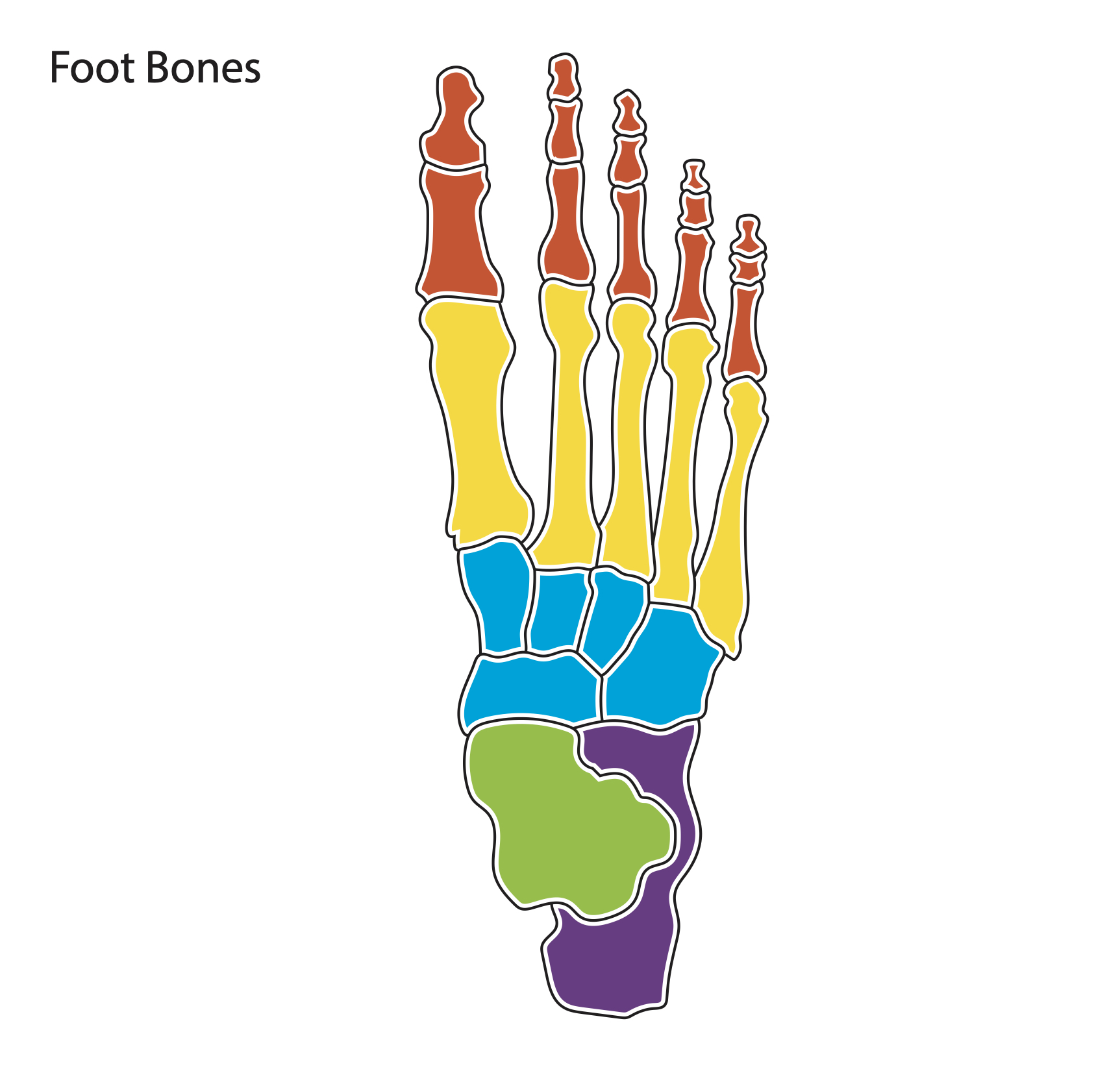Foot Bone Diagram Biology Diagrams