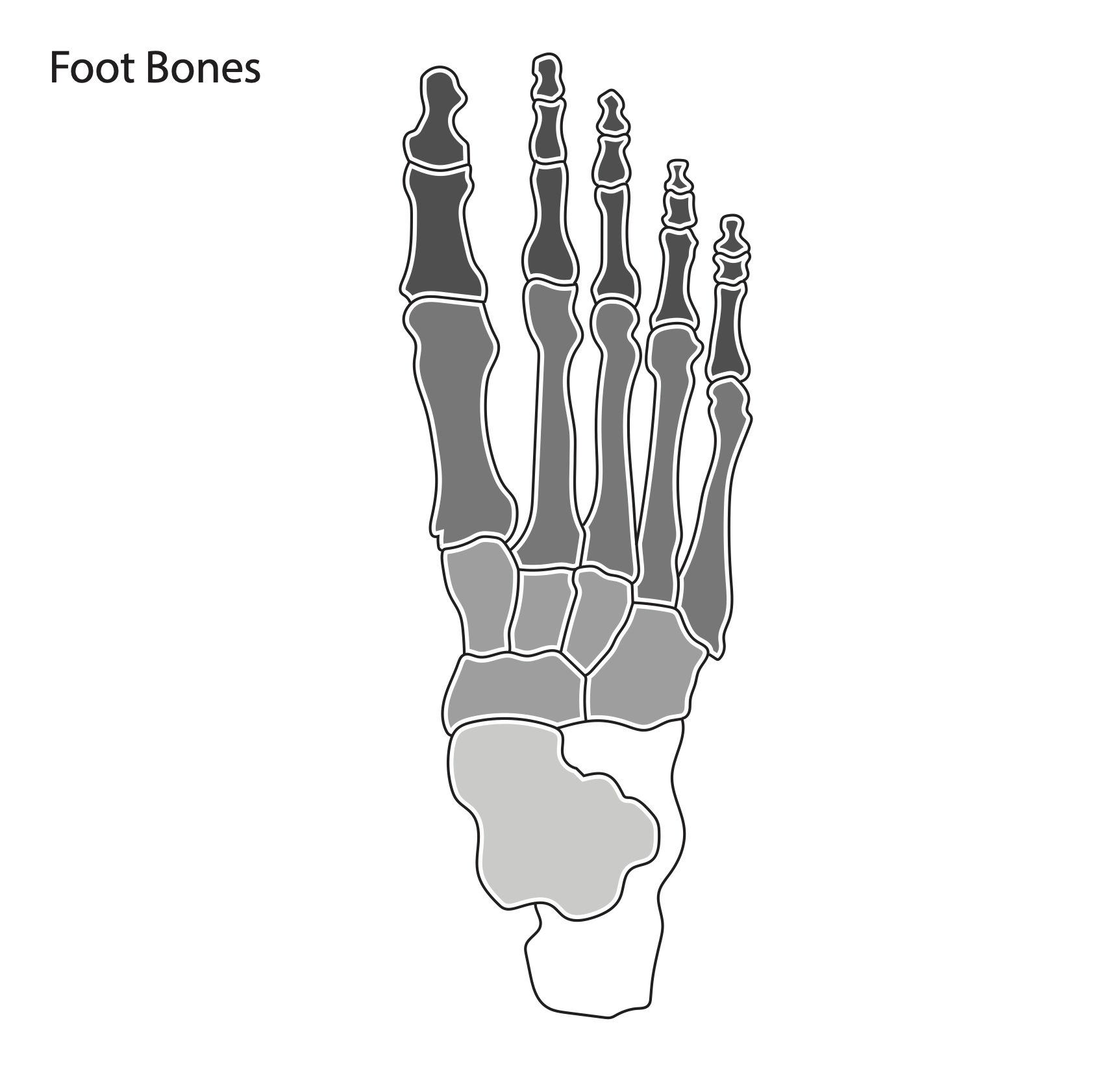 Foot Bone Diagram resource Imageshare