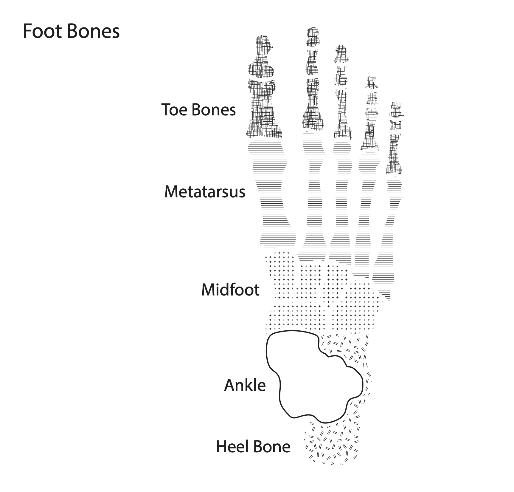 Foot Bone Diagram - resource - Imageshare