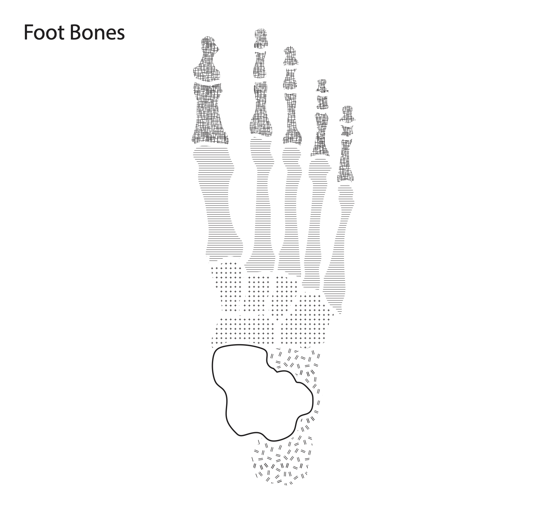 Foot Bone Diagram resource Imageshare