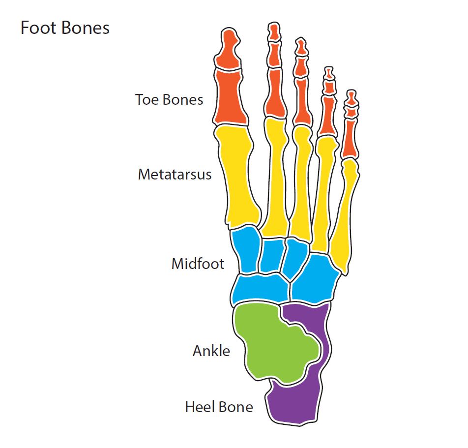 foot bone anatomy chart