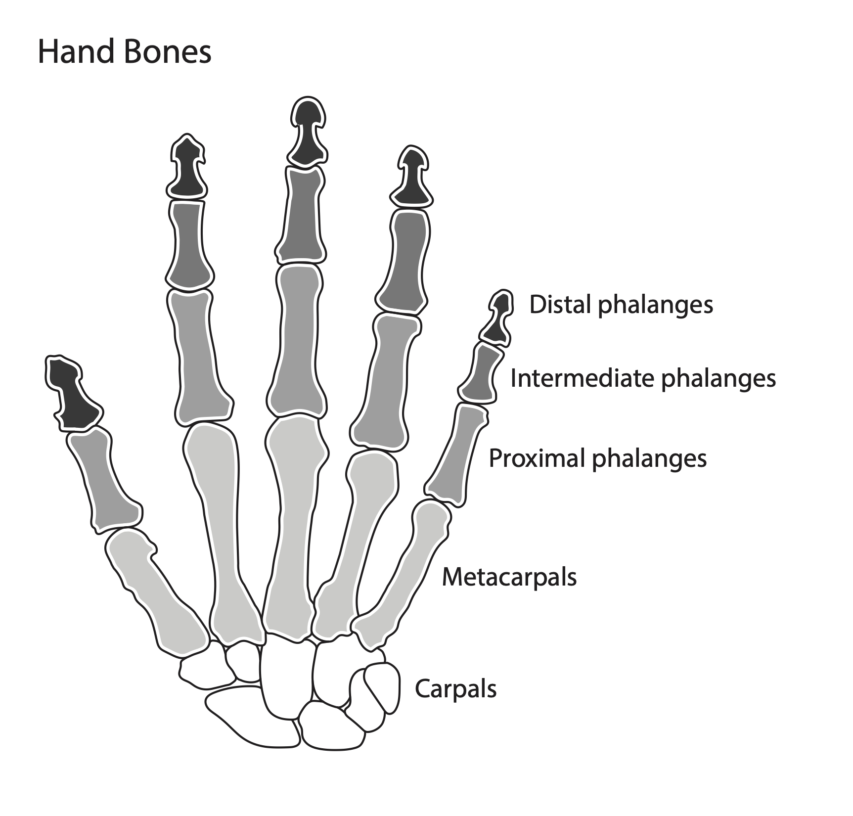 bones of the hand diagram