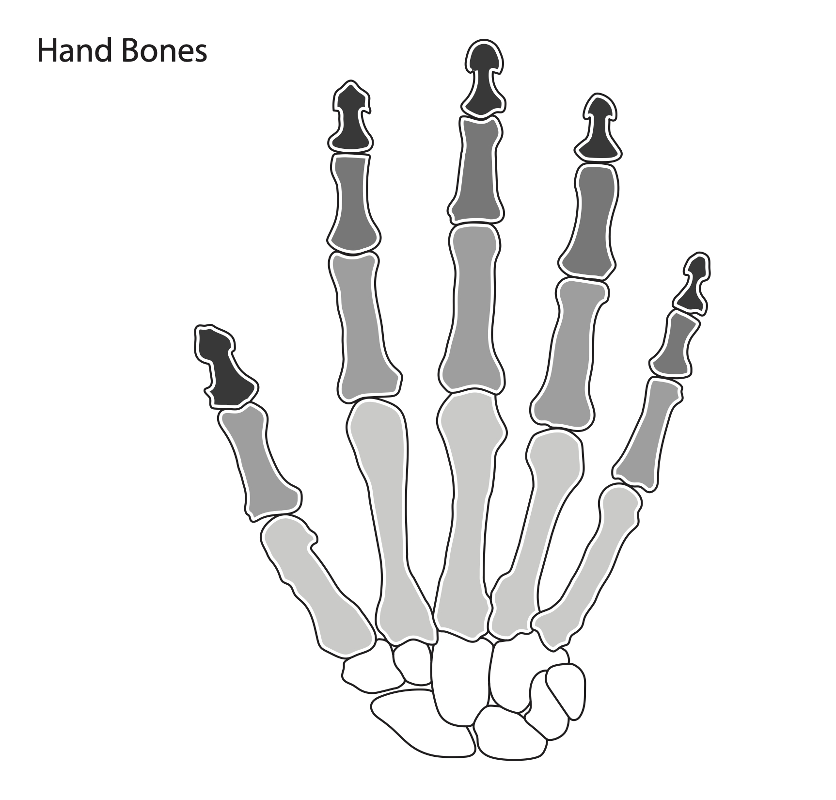 Hand Bone Diagram - resource - Imageshare