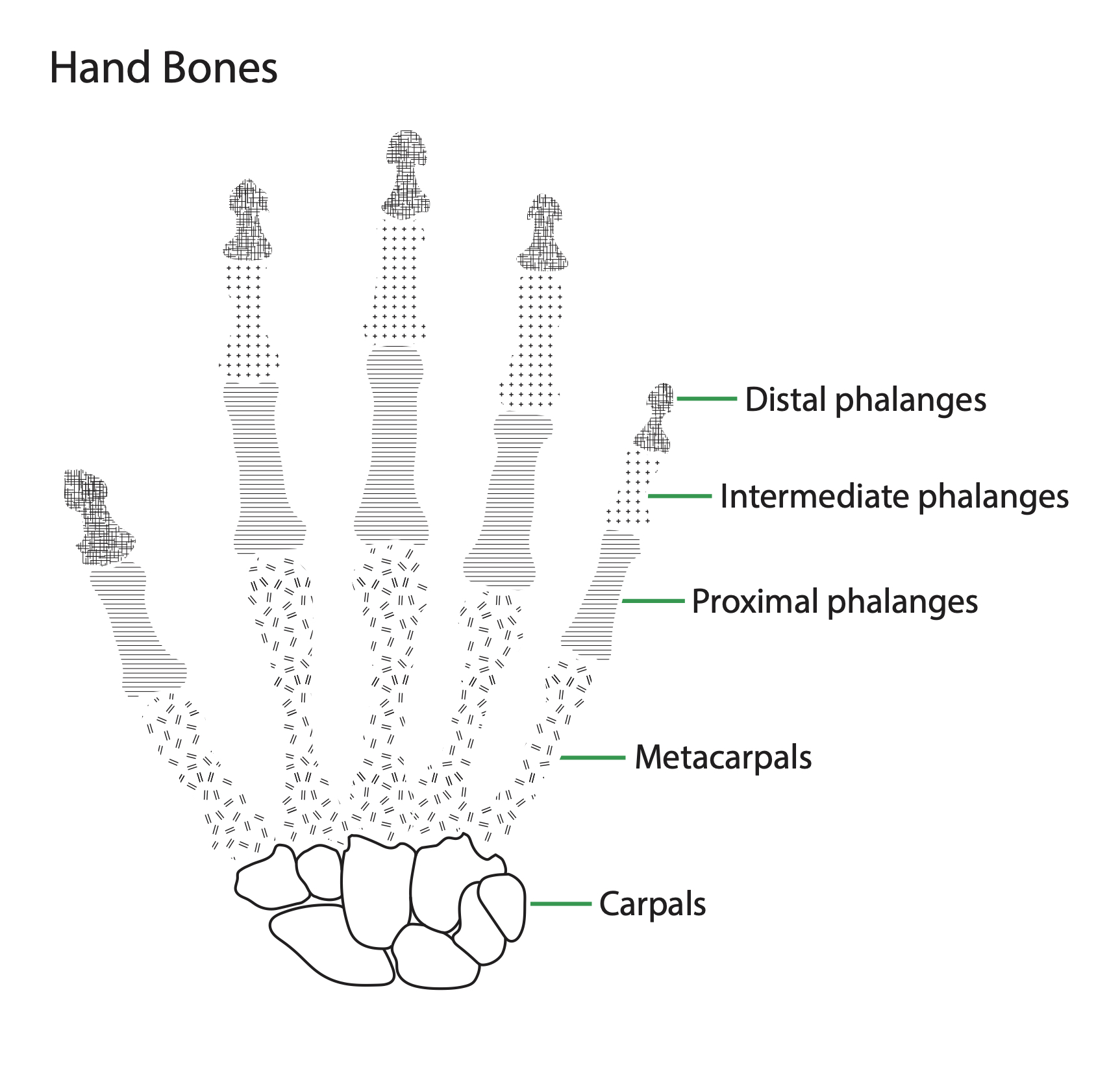 Hand Bone Diagram Biology Diagrams