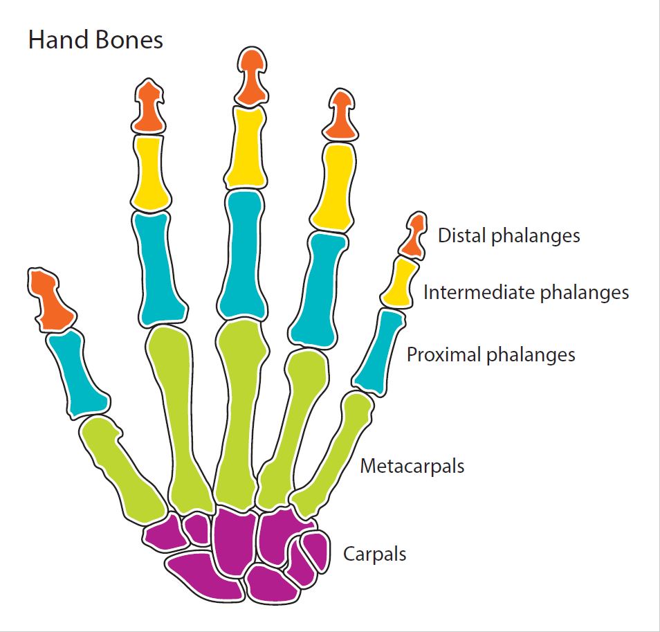 Hand Bone Diagram - resource - Imageshare