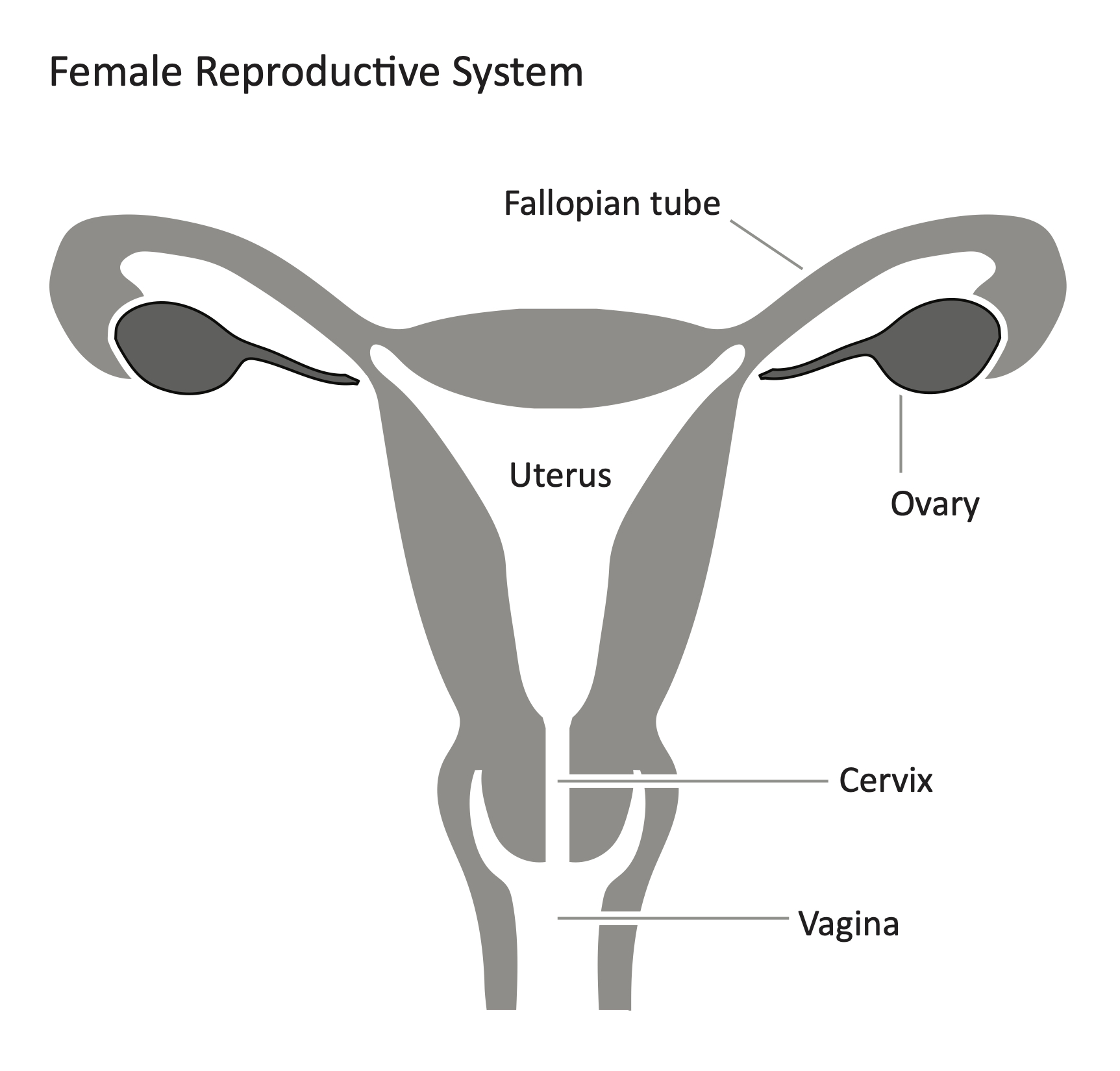 Female Reproductive System resource Imageshare