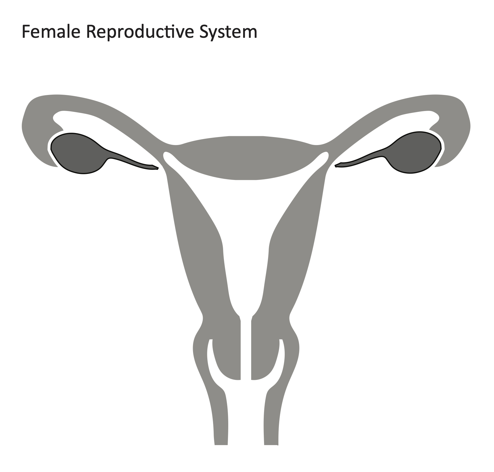 Female Reproductive System Diagram Unlabeled