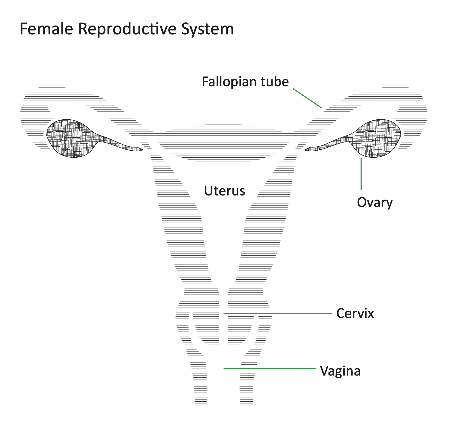 Female Reproductive System - resource - Imageshare