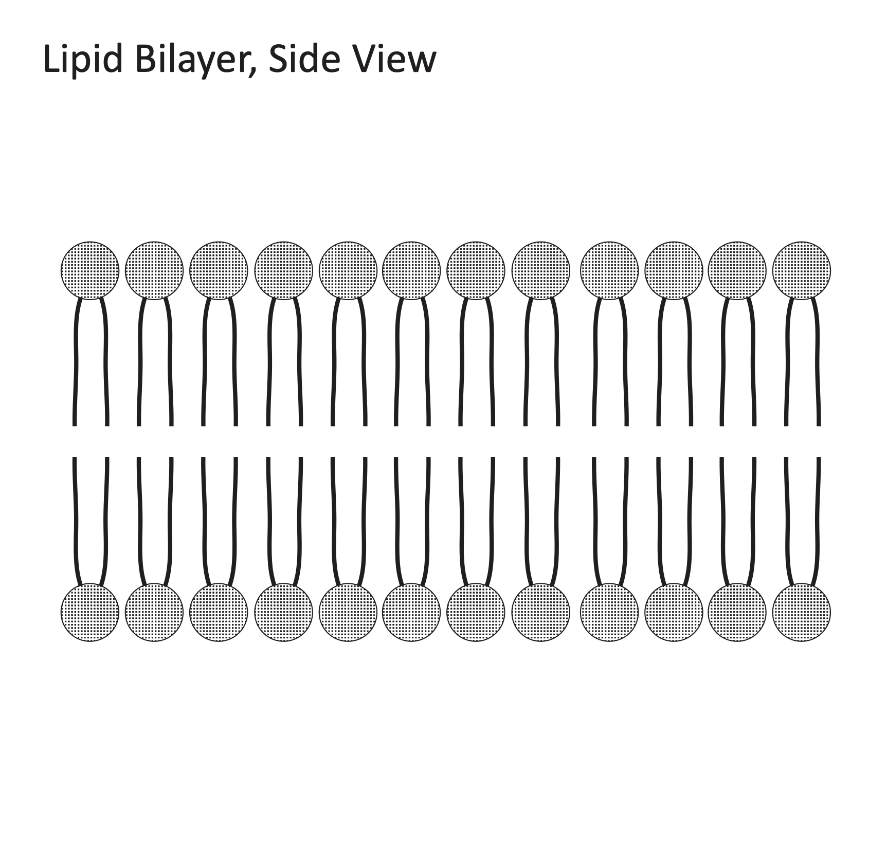 lipid bilayer drawing object illustrator download