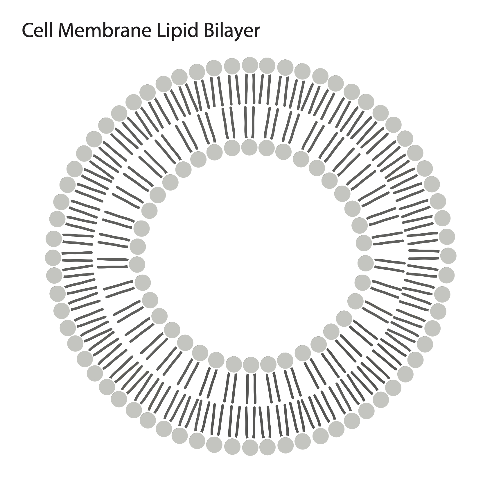 lipid bilayer drawing object illustrator download