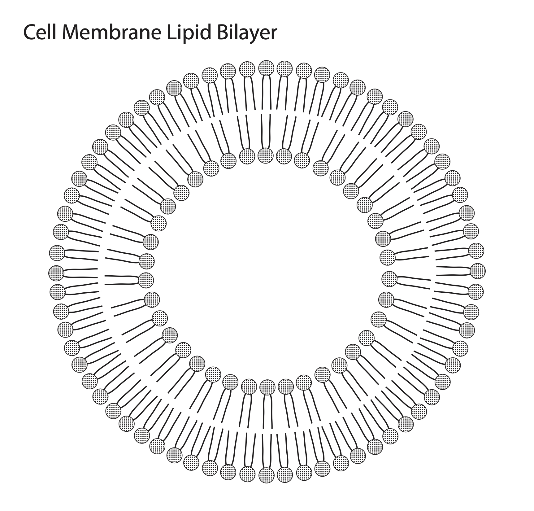 lipid bilayer drawing object illustrator download