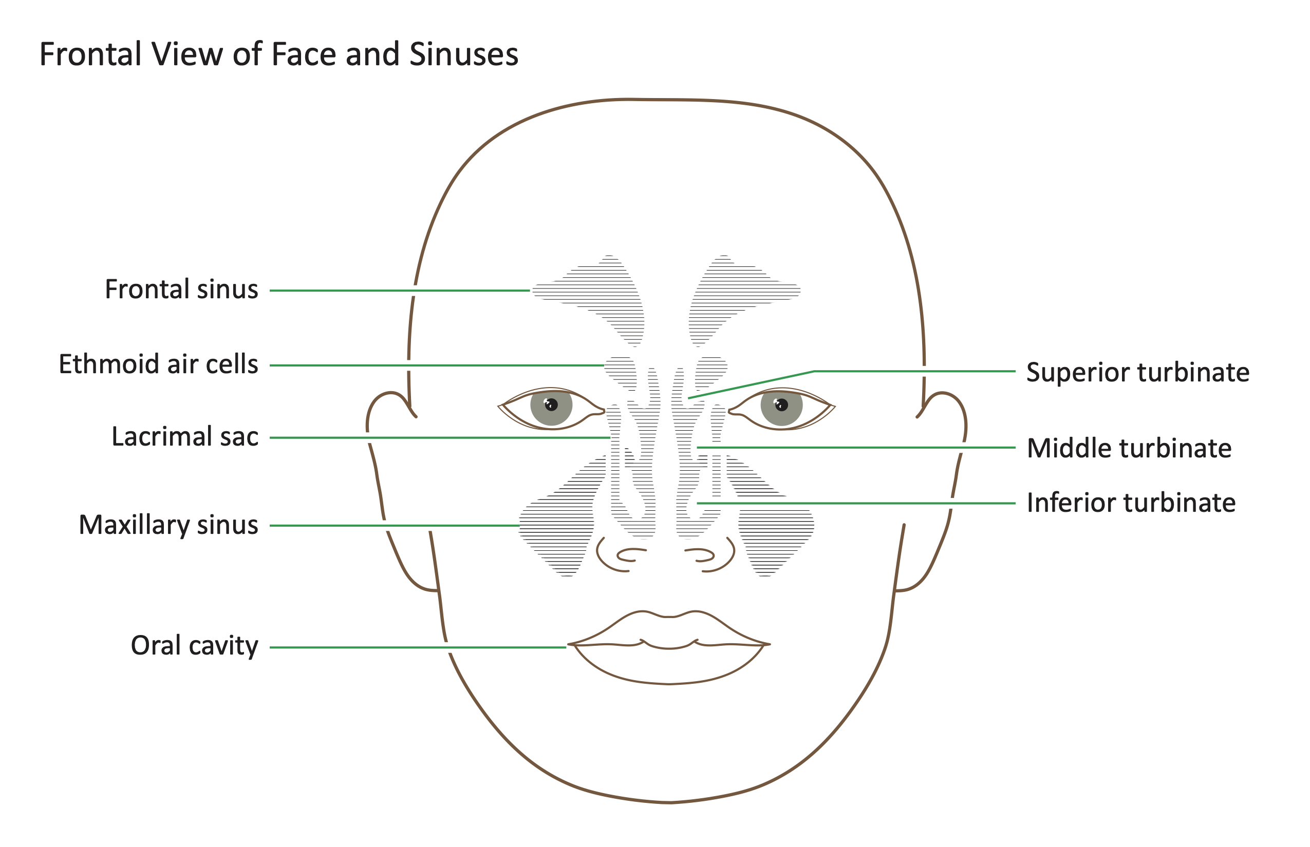 31+ Diagram Of Sinus - HaylayNeith