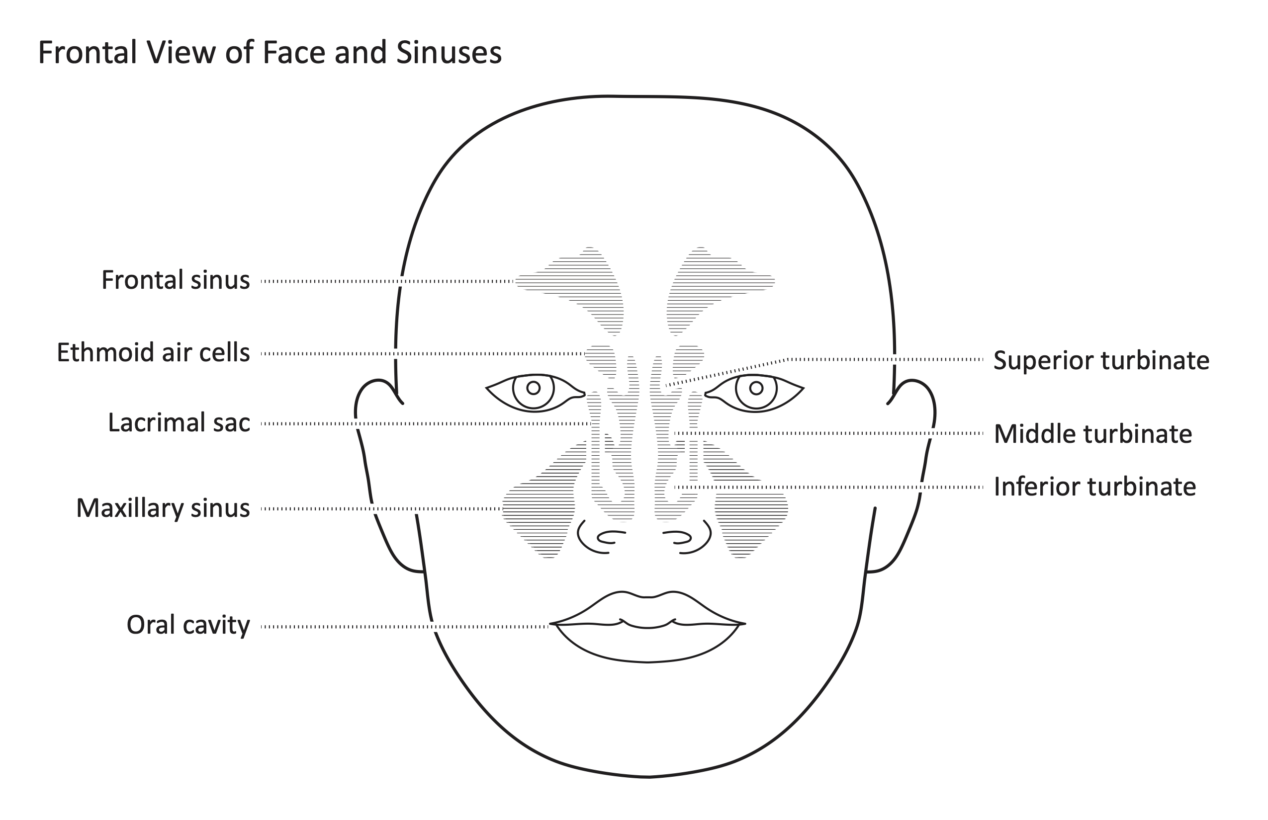 Nose and Sinus Diagram - resource - Imageshare